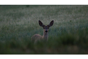 deer-hunting-tips-gear-guide