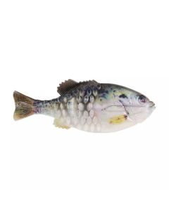 Berkley Powerbait Gilly Lure PBGL110