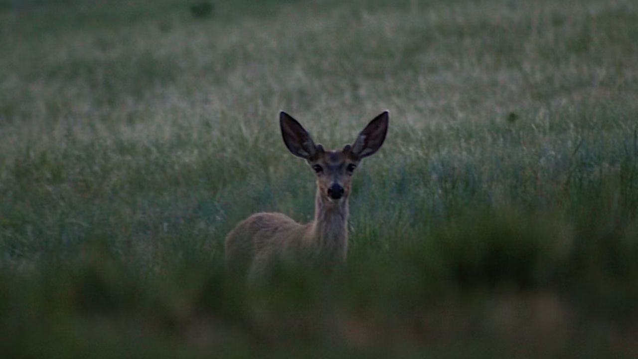 deer-hunting-tips-gear-guide